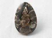 Turritella Agate